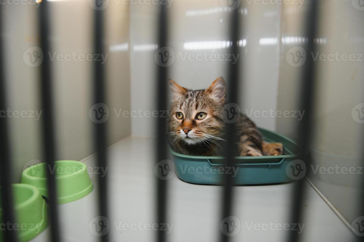 Abandoned cat in cage. Pet adoption. Tabby cat in animal shelter photo