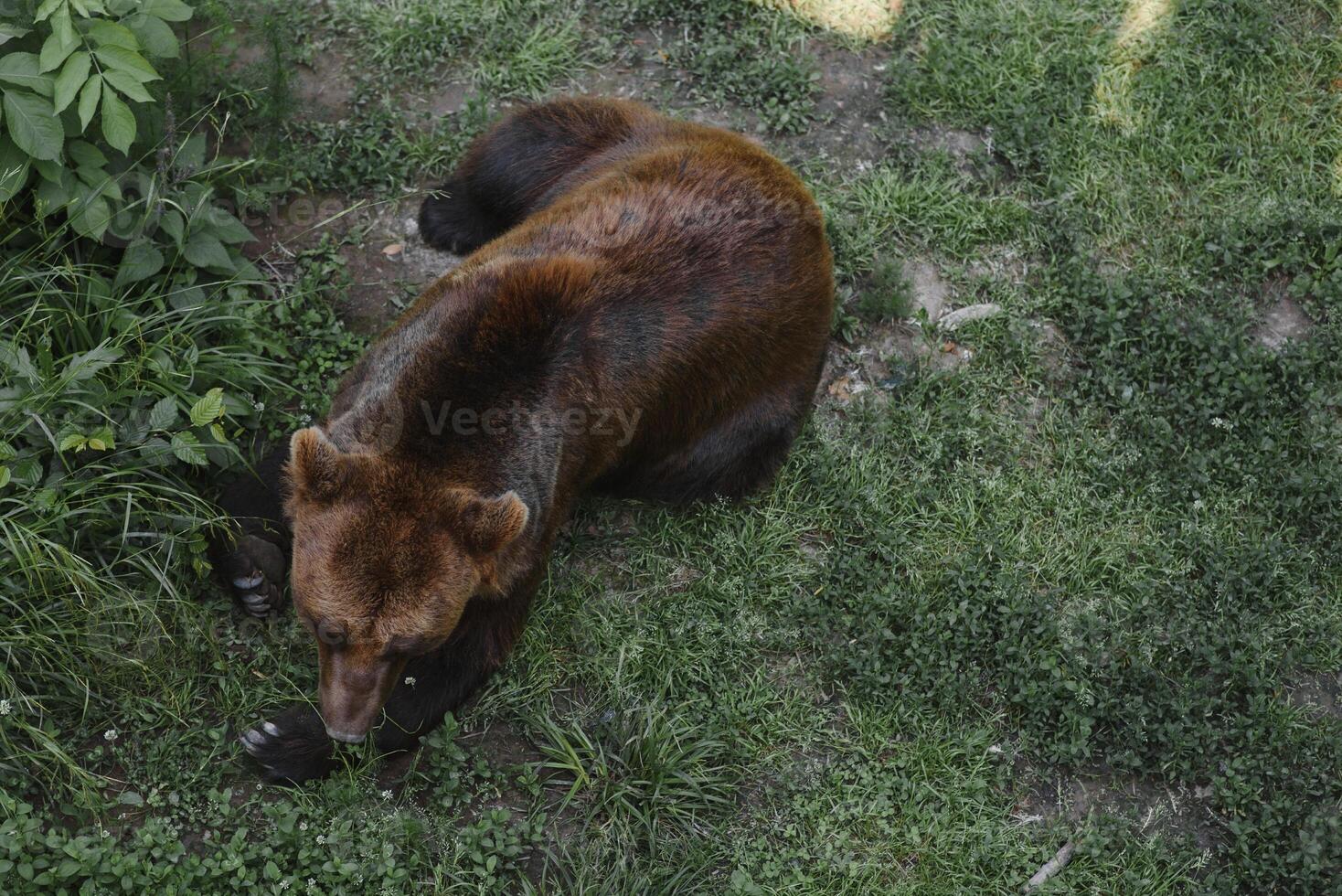 Picture of a big brown bear photo