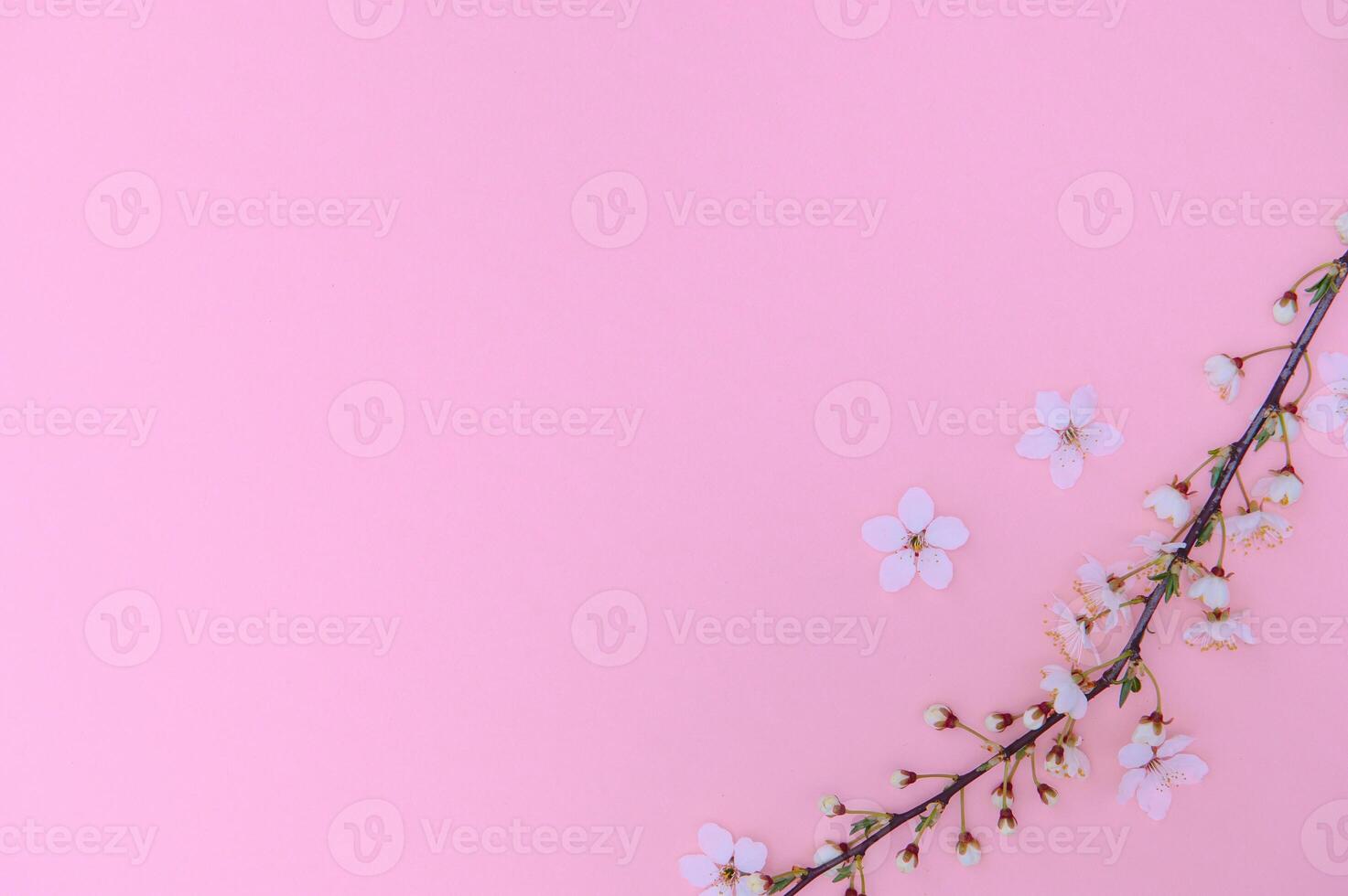 Spring background table. May flowers and April floral nature on green. For banner, branches of blossoming cherry against background. Dreamy romantic image, landscape panorama, copy space photo