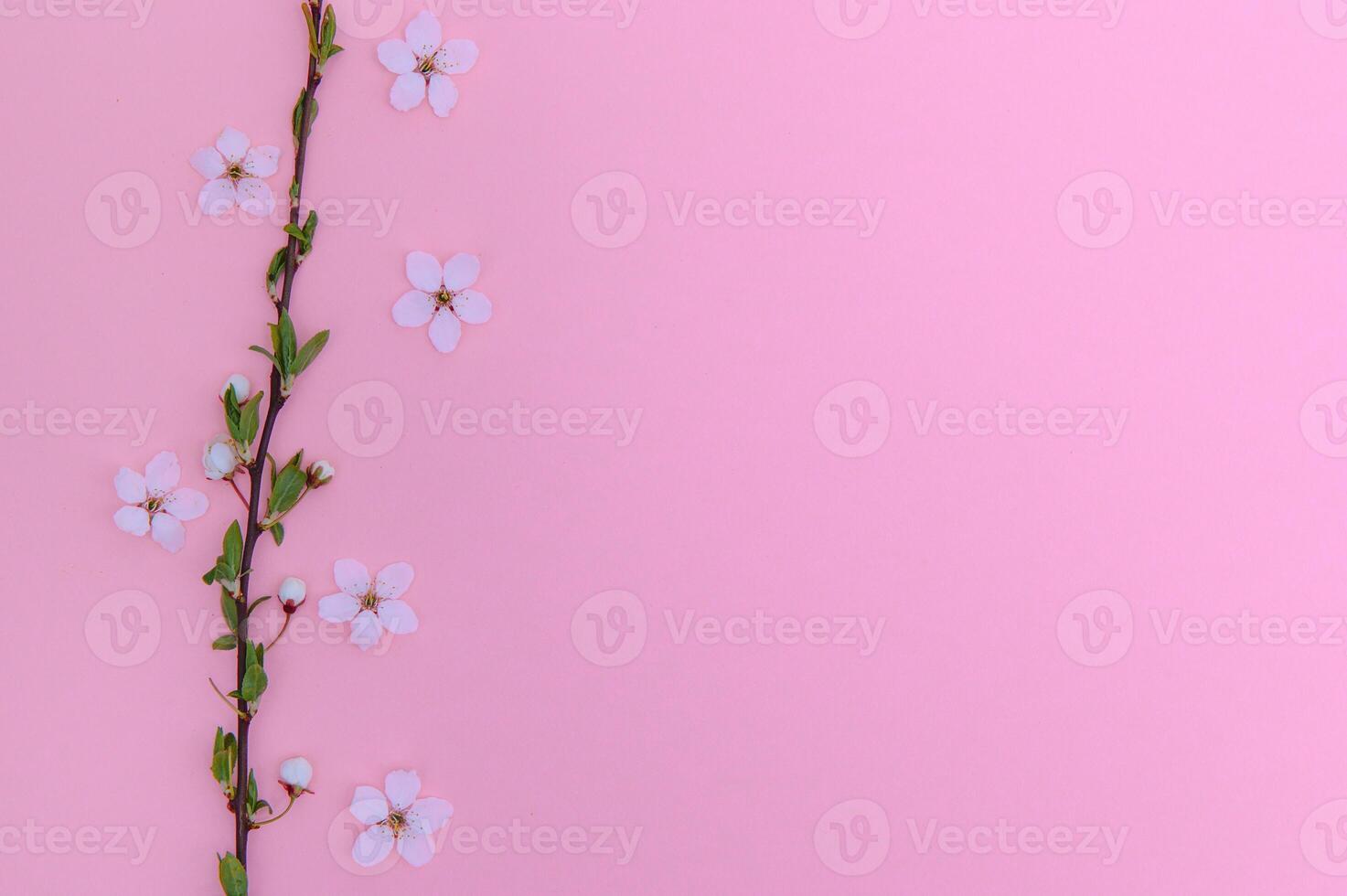 Spring background table. May flowers and April floral nature on green. For banner, branches of blossoming cherry against background. Dreamy romantic image, landscape panorama, copy space photo