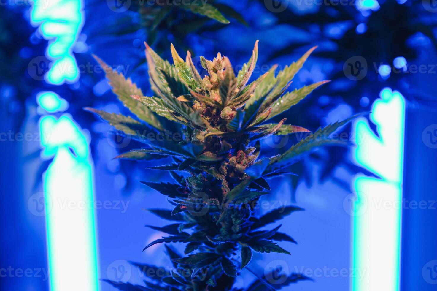 Background young shoots of marijuana in fantastic blue shades. Growing organic hemp on the farm. Wallpaper of marijuana. Legal hemp cultivation photo