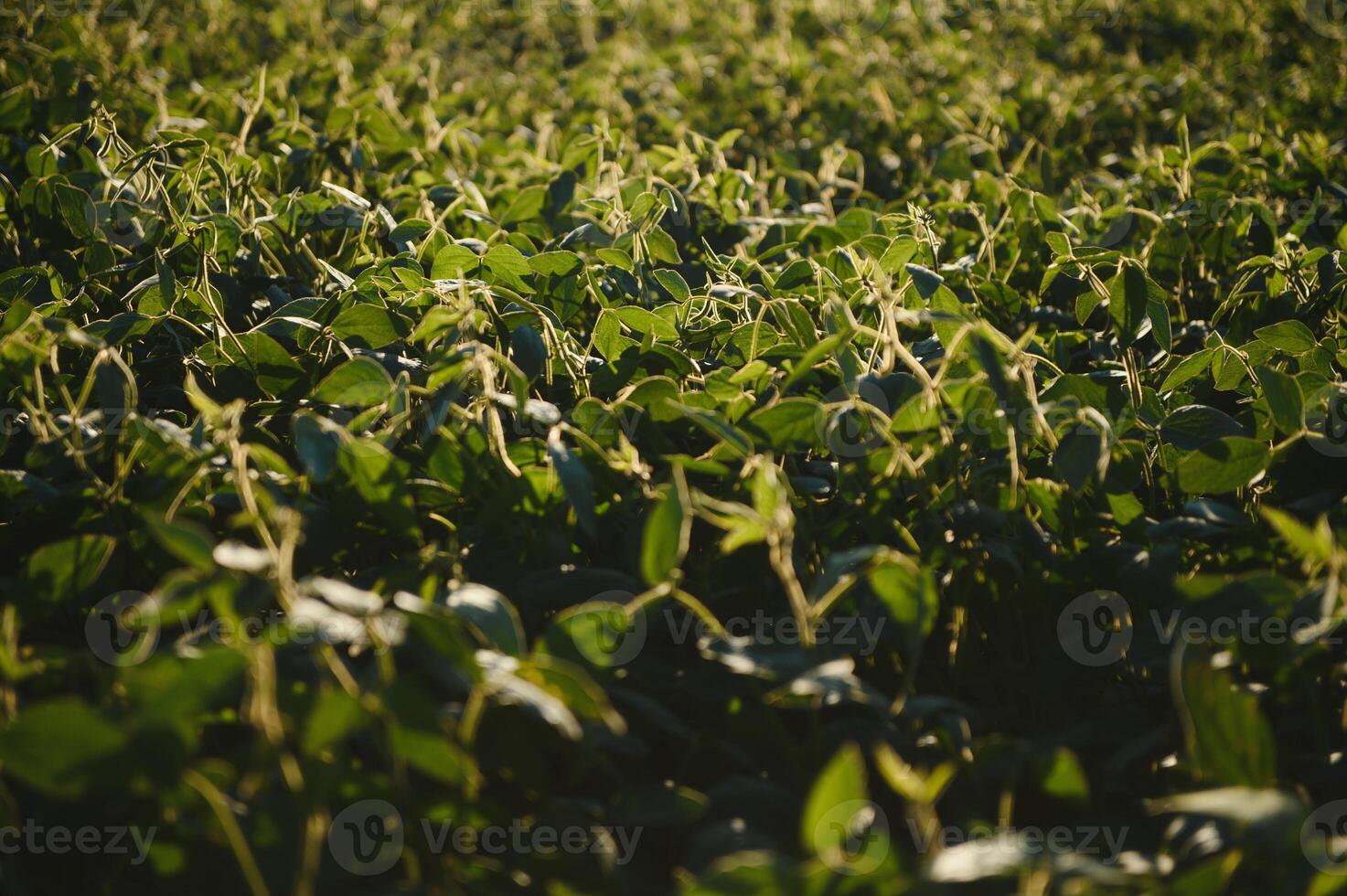 Soy field and soy plants in early morning light. Soy agriculture photo