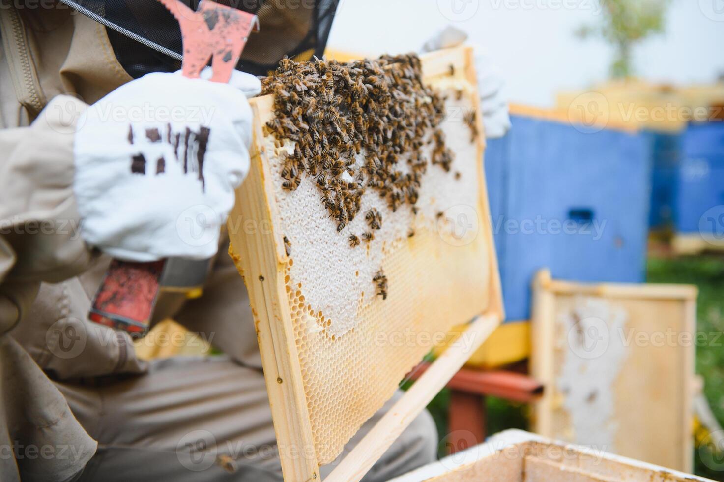 Beekeeper working collect honey. Beekeeping concept. photo