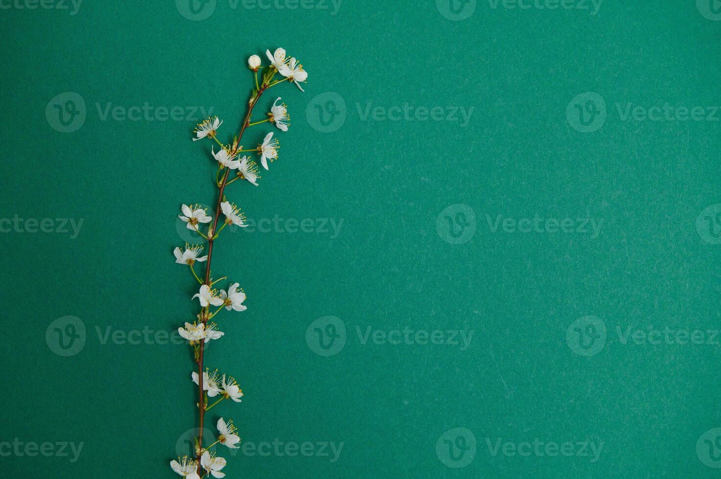 Spring background table. May flowers and April floral nature on green. For banner, branches of blossoming cherry against background. Dreamy romantic image, landscape panorama, copy space photo