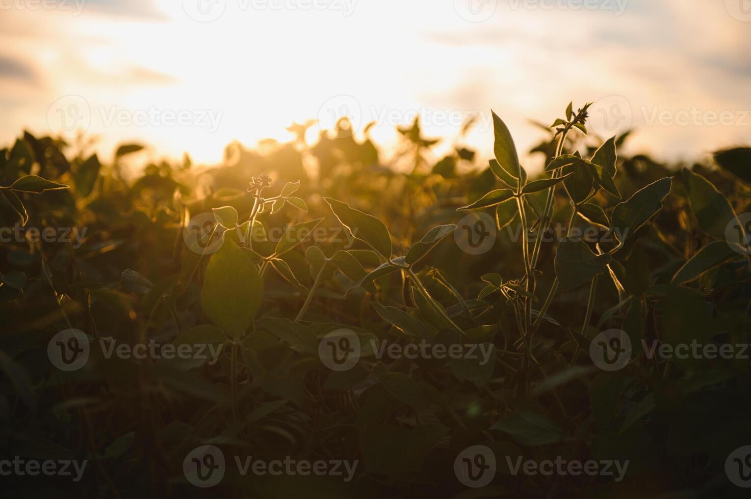 Closeup of green plants of soybean on field photo