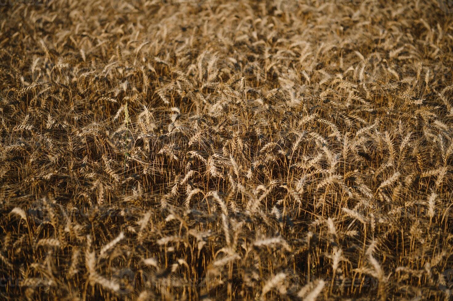 Wheat field. Ears of golden wheat. Beautiful Sunset Landscape. Background of ripening ears. Ripe cereal crop. close up photo