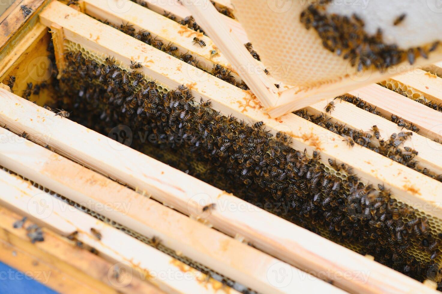 Bees on the honeycomb. Honey cell with bees. Apiculture. Apiary. Wooden beehive and bees. beehive with honey bees, frames of the hive, top view. Soft focus photo
