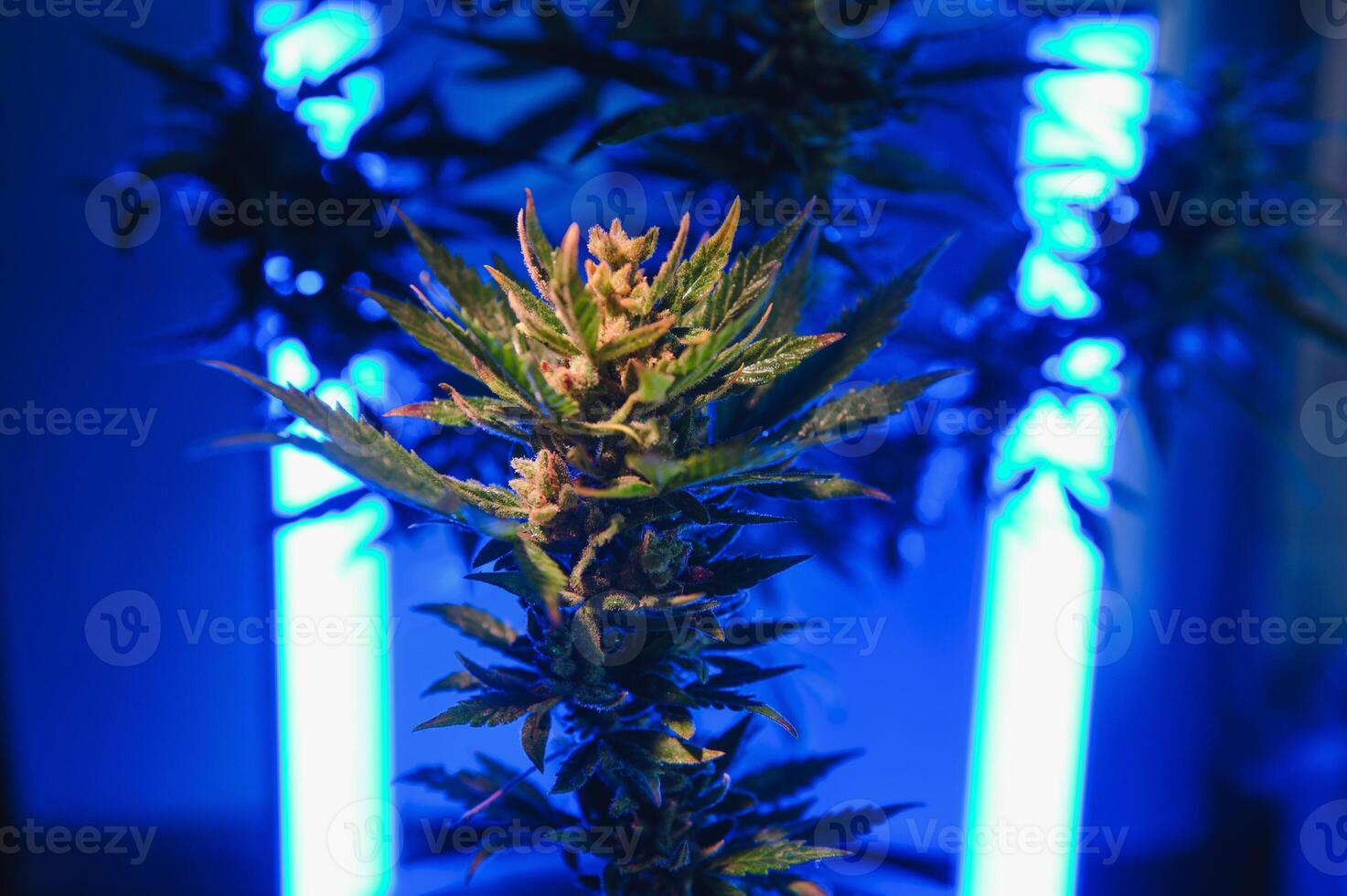 Background young shoots of marijuana in fantastic blue shades. Growing organic hemp on the farm. Wallpaper of marijuana. Legal hemp cultivation photo