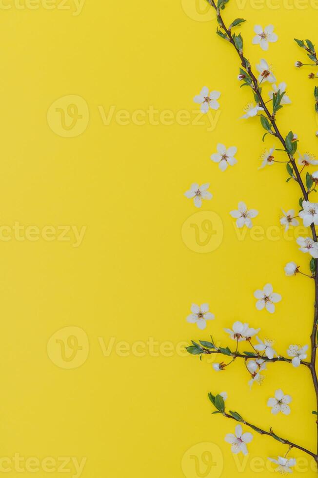 Spring background table. May flowers and April floral nature on green. For banner, branches of blossoming cherry against background. Dreamy romantic image, landscape panorama, copy space photo