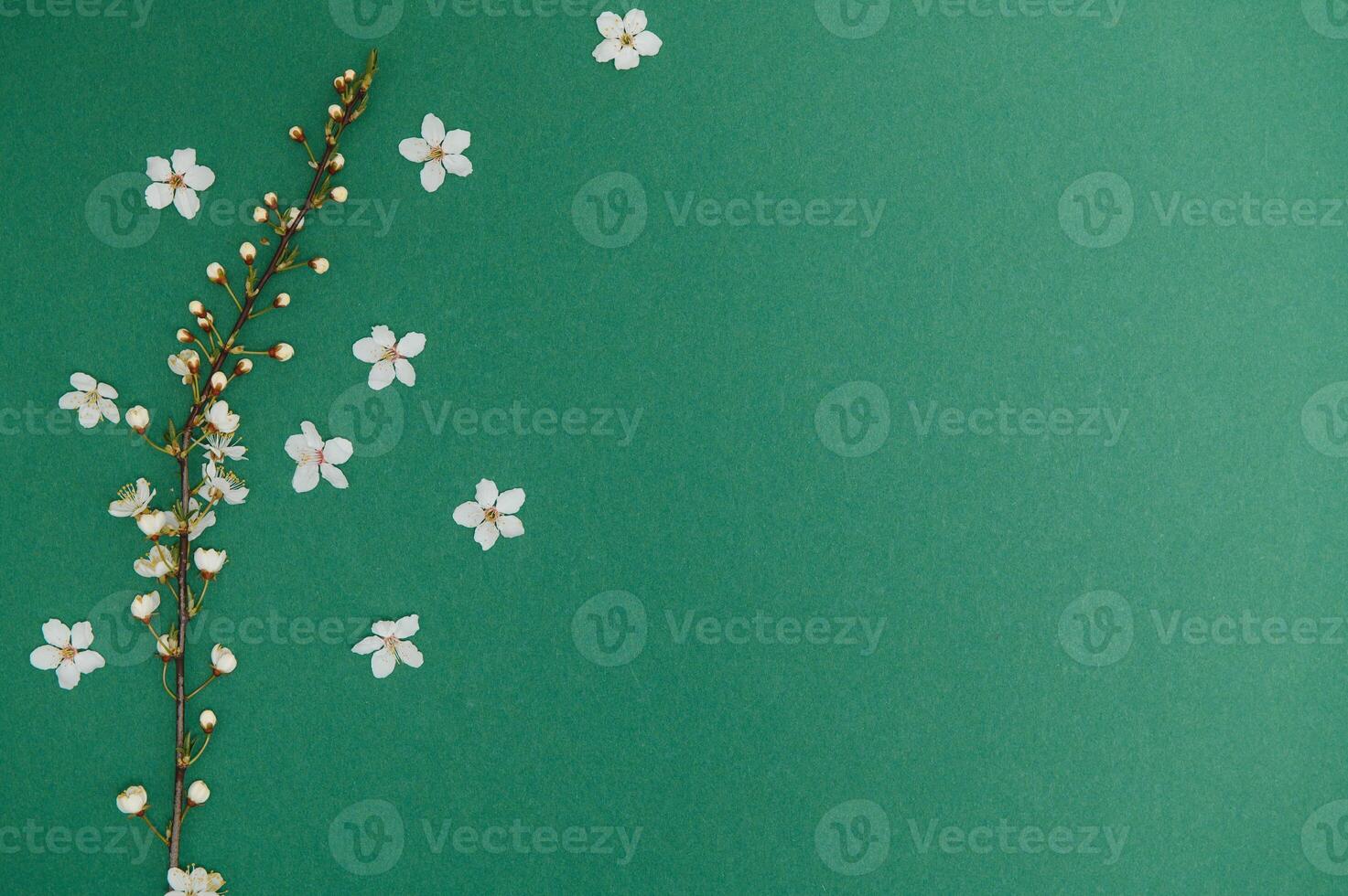 Cherry tree blossom. April floral nature and spring sakura blossom on colored background. Banner for 8 march, Happy Easter with place for text. Springtime concept. Top view. Flat lay photo