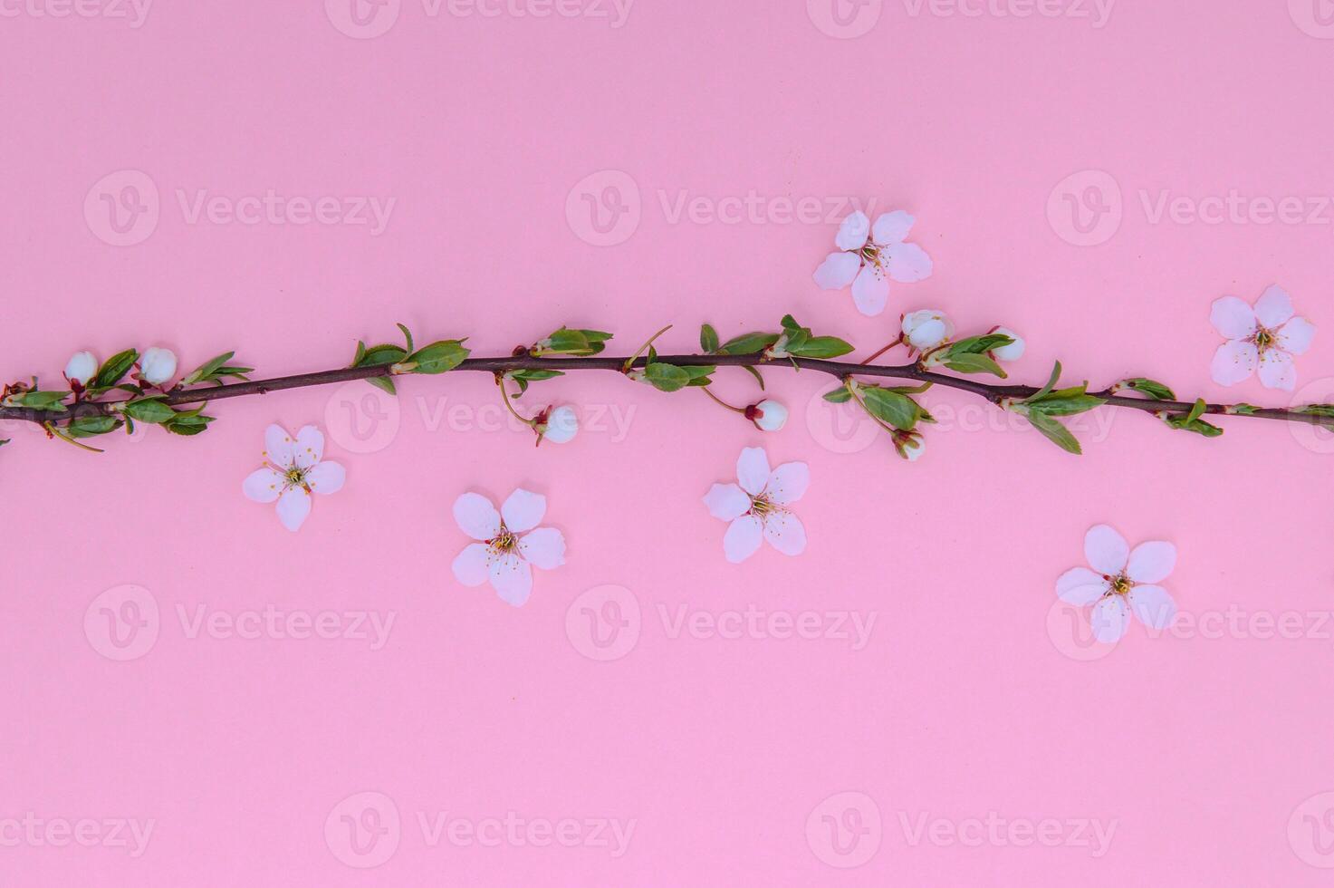 Cherry tree blossom. April floral nature and spring sakura blossom on colored background. Banner for 8 march, Happy Easter with place for text. Springtime concept. Top view. Flat lay photo