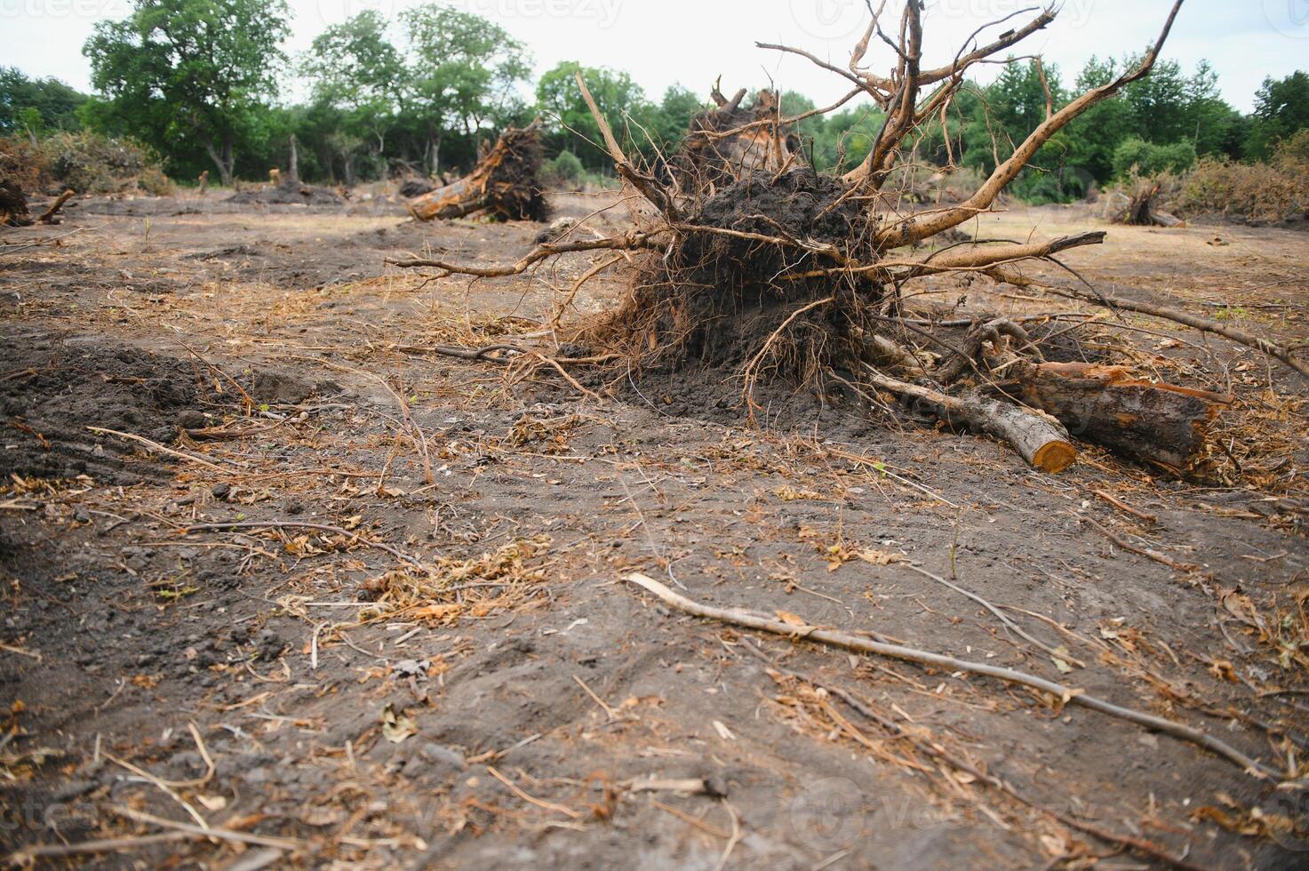 Deforestation, Destruction of Deciduous Forests. Damage to Nature. Europe photo