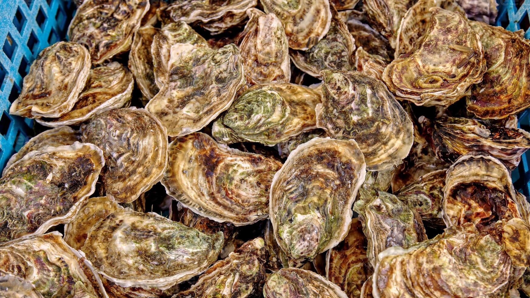 Close up fresh catch of several raw oysters at retail display of fisherman market, close up, high angle view photo