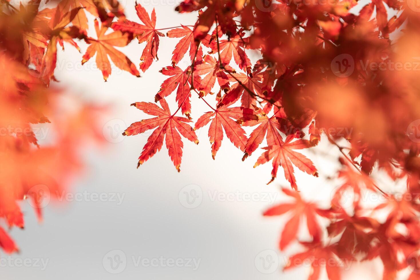 Autumn red and green Japanese maple leaf in garden with sunlight. photo
