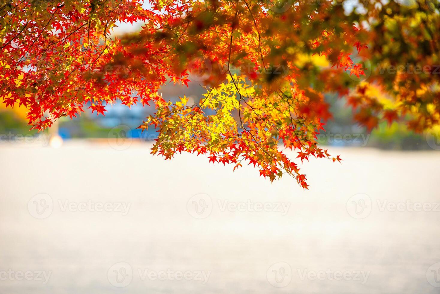 Autumn red and green Japanese maple leaf in garden with sunlight. photo