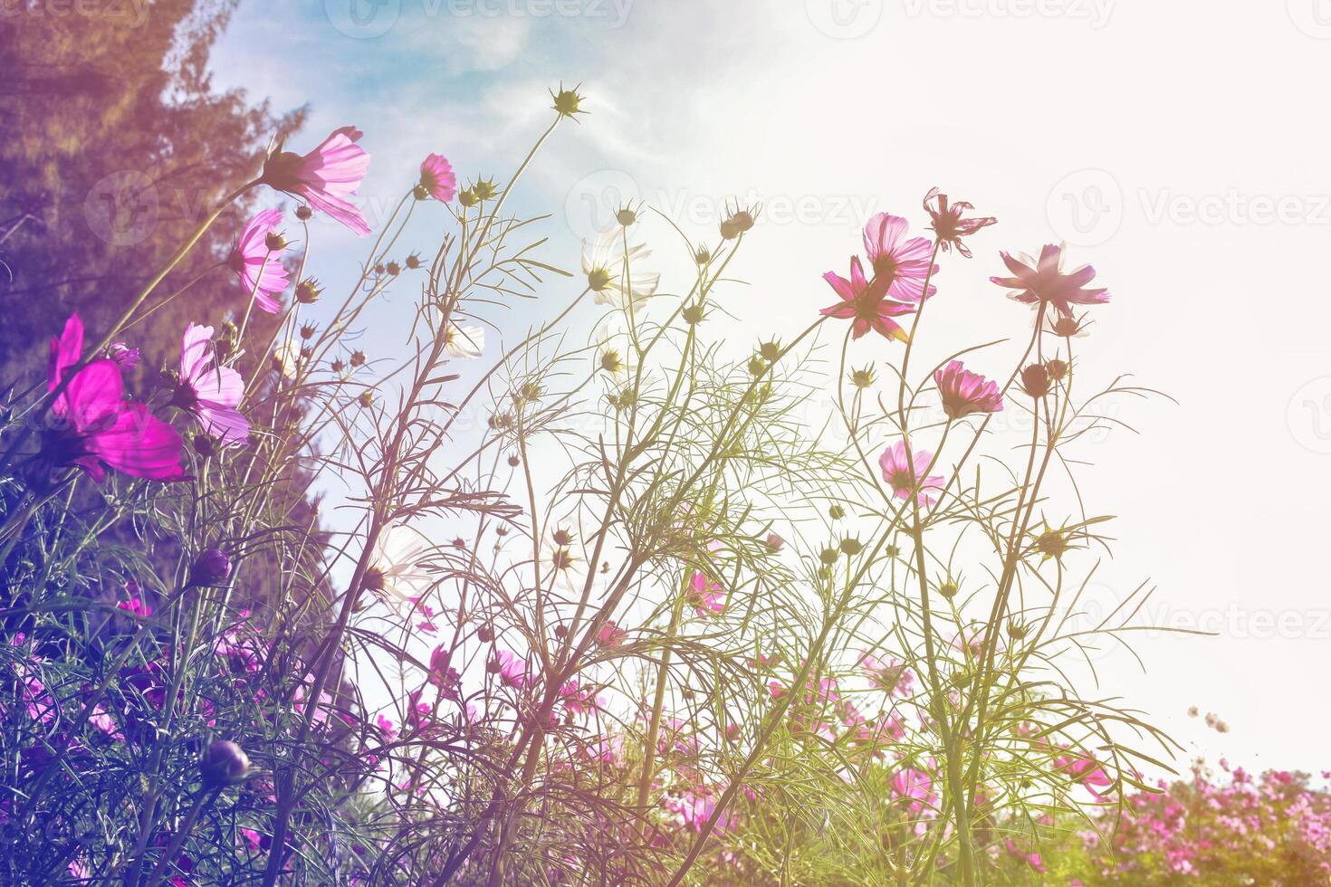 Cosmos yellow flowers in the garden at sunset. Vintage tone. Selective focus. photo