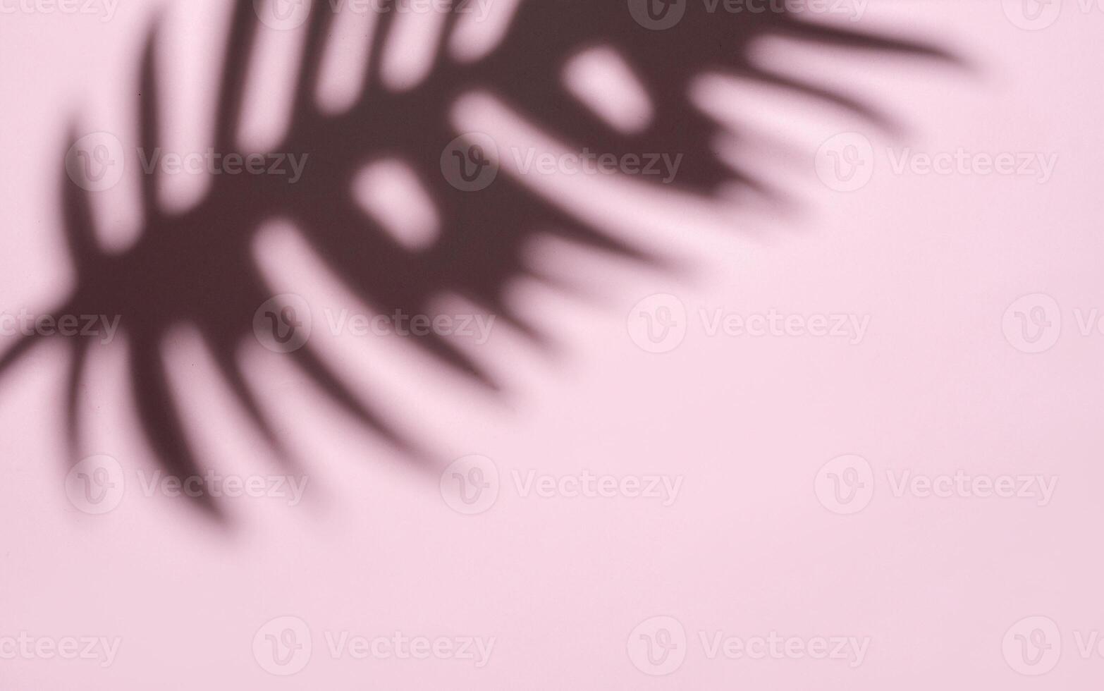 Blurred Palm Fronds in Soft Light Creating a Dreamlike Pattern photo