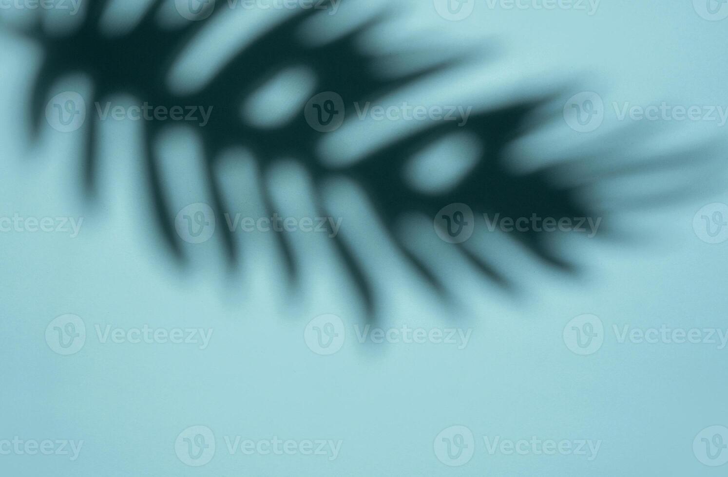 Abstract Shadow of a Tropical Leaf on a Light Blue Background in Soft Focus photo