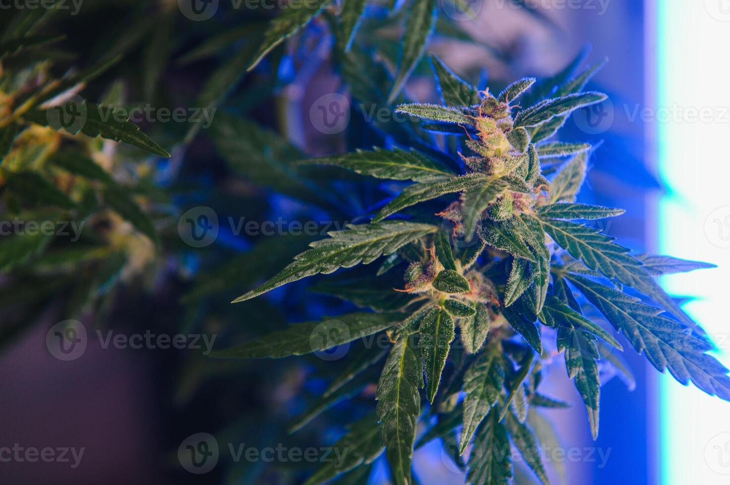 Cannabis Marijuana Leaf Background. Aesthetic beautiful medical marijuana leaves. Long banner with big purple cannabis leaf in colored light. Colorful hemp background photo