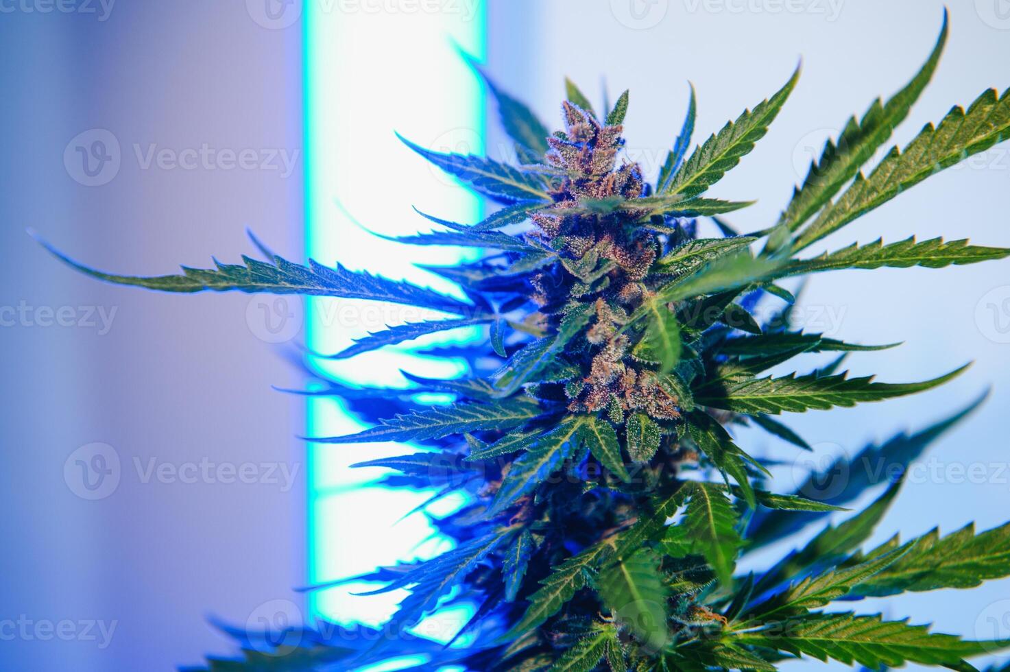 Background young shoots of marijuana in fantastic blue shades. Growing organic hemp on the farm. Wallpaper of marijuana. Legal hemp cultivation photo