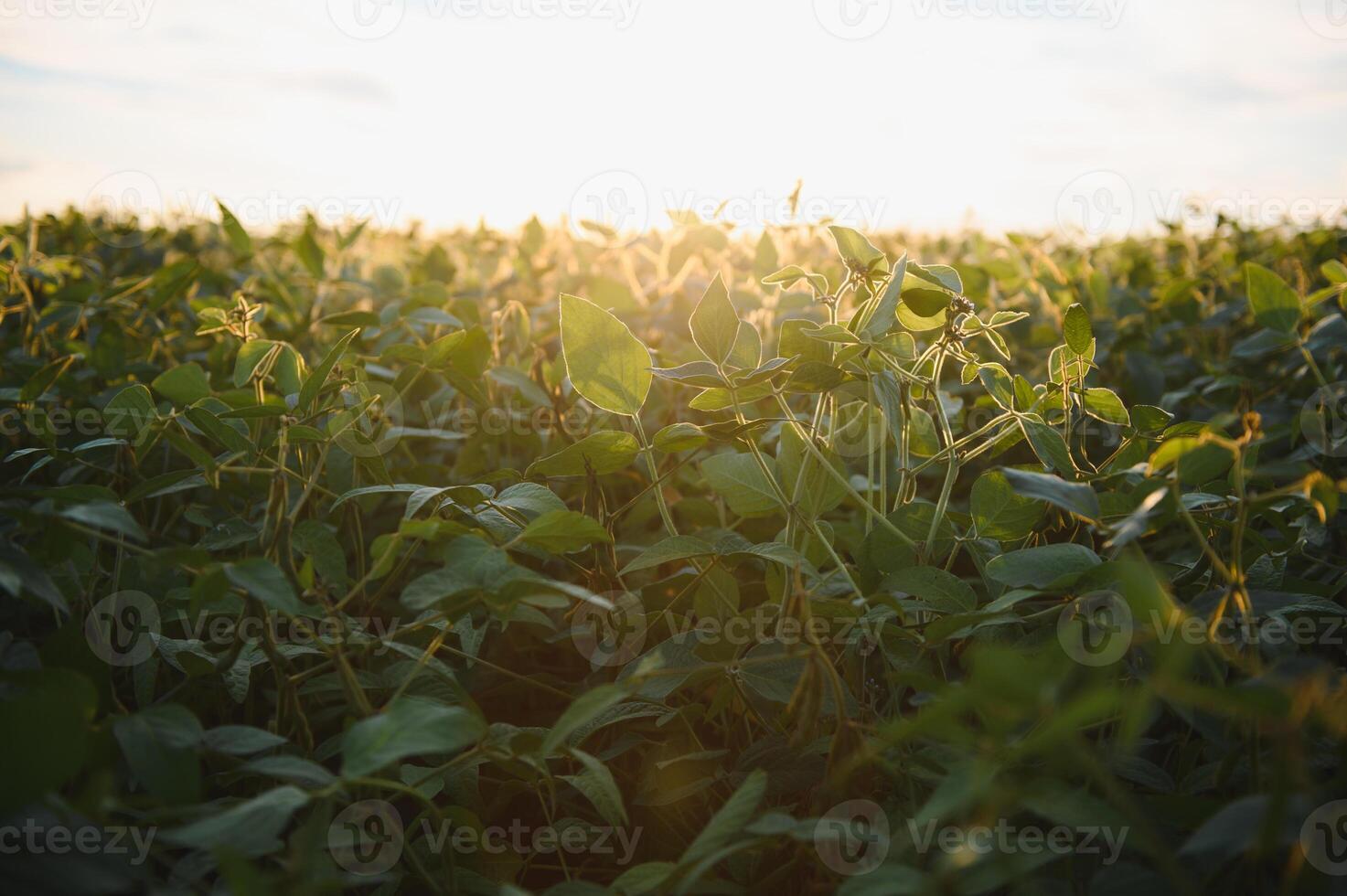 Open soybean field at sunset.Soybean field. photo