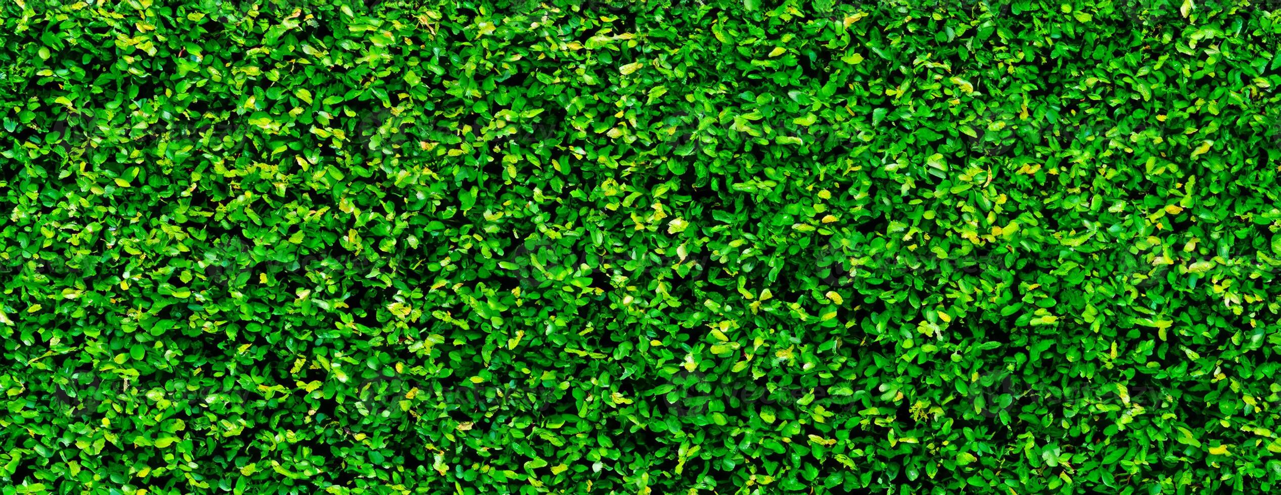 Bush backdrop background photo