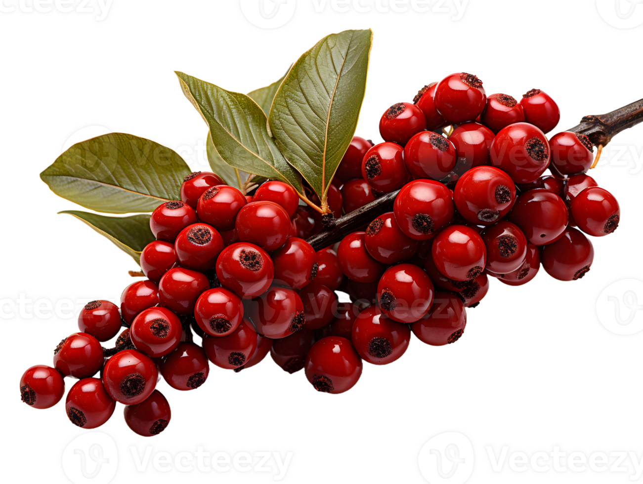 AI generated Red Coffee Beans on a Branch with Leaves Isolated on Transparent Background. Coffee Berries. Generative Ai png
