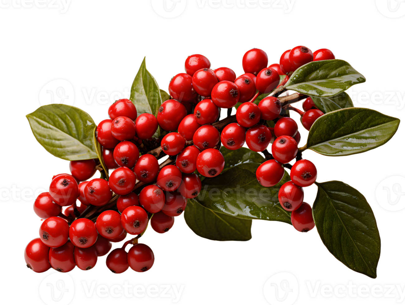 AI generated Red Coffee Beans on a Branch with Leaves Isolated on Transparent Background. Coffee Berries. Generative Ai png