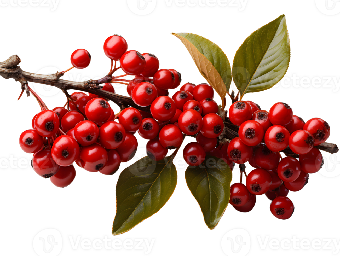 AI generated Red Coffee Beans on a Branch with Leaves Isolated on Transparent Background. Coffee Berries. Generative Ai png