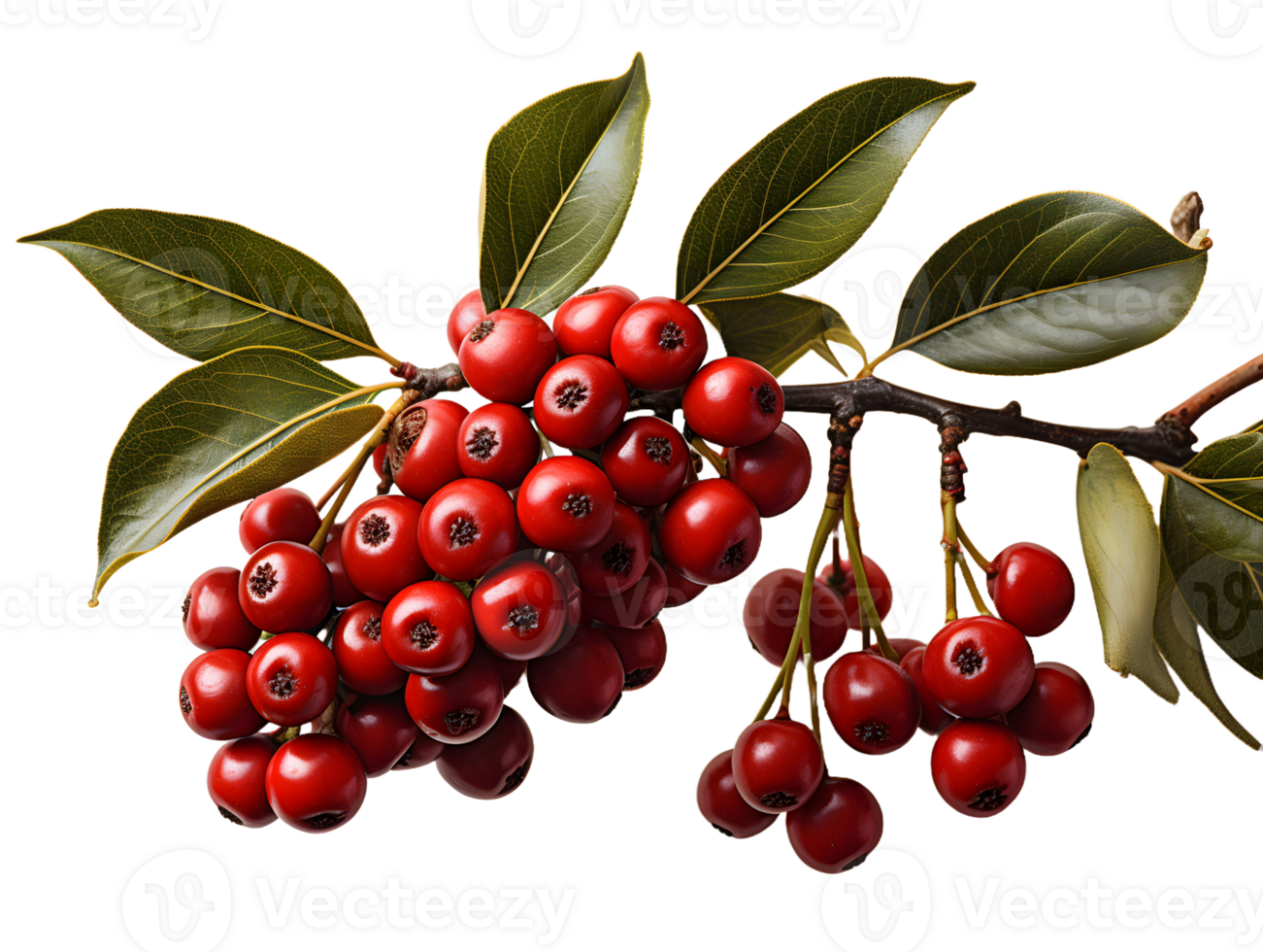AI generated Red Coffee Beans on a Branch with Leaves Isolated on Transparent Background. Coffee Berries. Generative Ai png