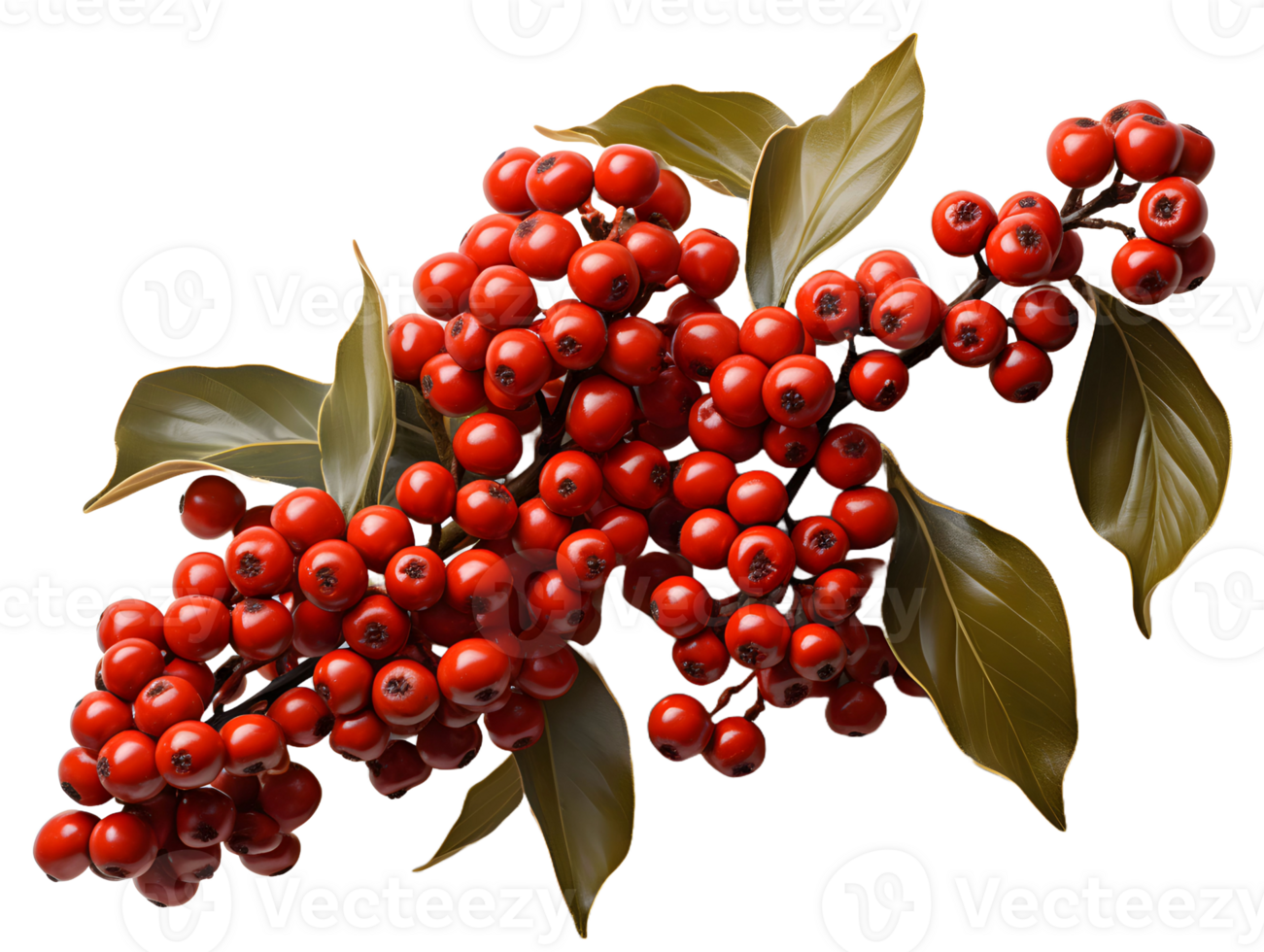 AI generated Red Coffee Beans on a Branch with Leaves Isolated on Transparent Background. Coffee Berries. Generative Ai png