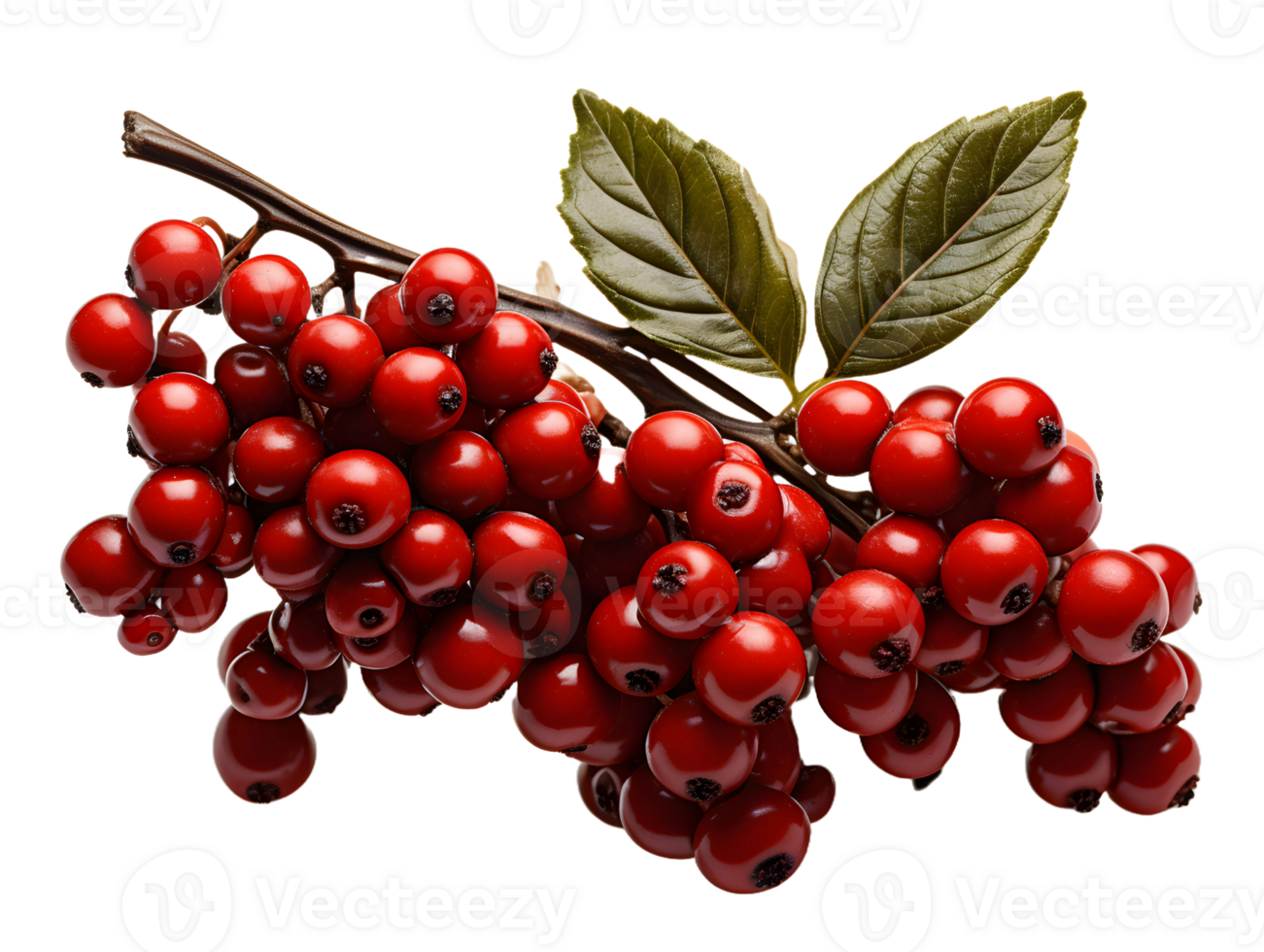 AI generated Red Coffee Beans on a Branch with Leaves Isolated on Transparent Background. Coffee Berries. Generative Ai png