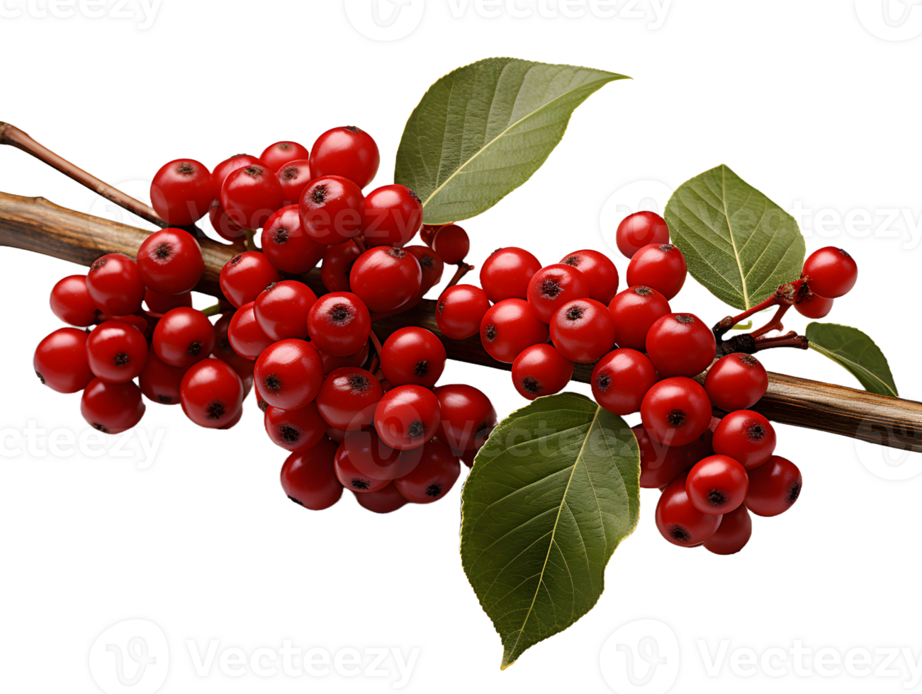 AI generated Red Coffee Beans on a Branch with Leaves Isolated on Transparent Background. Coffee Berries. Generative Ai png