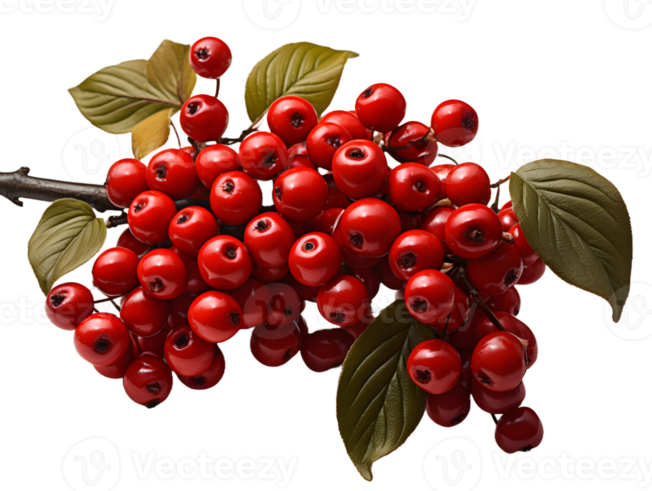 AI generated Red Coffee Beans on a Branch with Leaves Isolated on Transparent Background. Coffee Berries. Generative Ai png