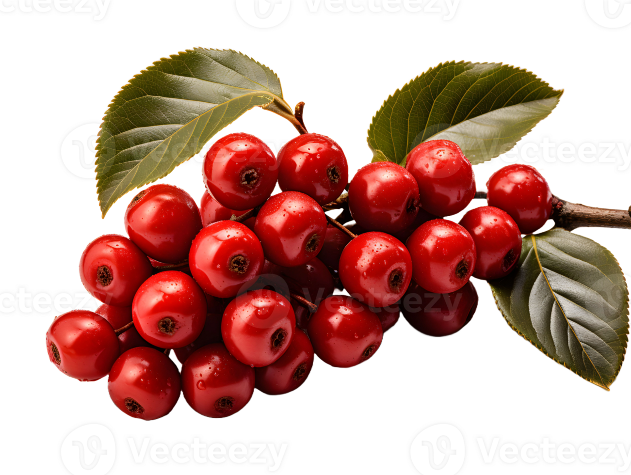 AI generated Red Coffee Beans on a Branch with Leaves Isolated on Transparent Background. Coffee Berries. Generative Ai png