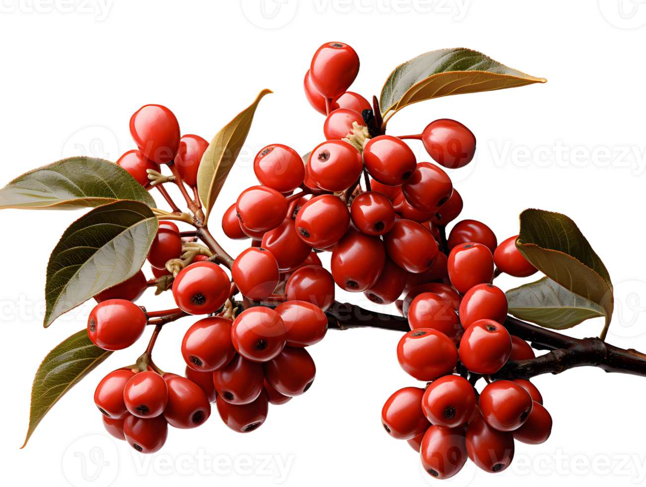 AI generated Red Coffee Beans on a Branch with Leaves Isolated on Transparent Background. Coffee Berries. Generative Ai png