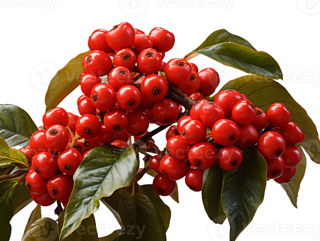 AI generated Red Coffee Beans on a Branch with Leaves Isolated on Transparent Background. Coffee Berries. Generative Ai png