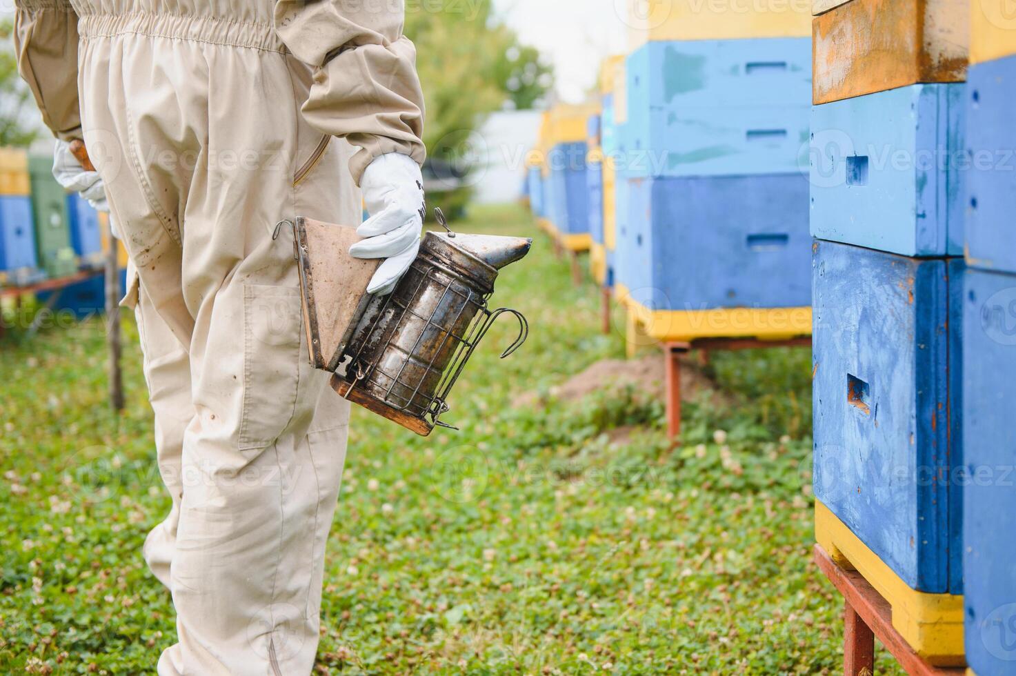 Beekeeper on apiary. Beekeeper is working with bees and beehives on the apiary. photo