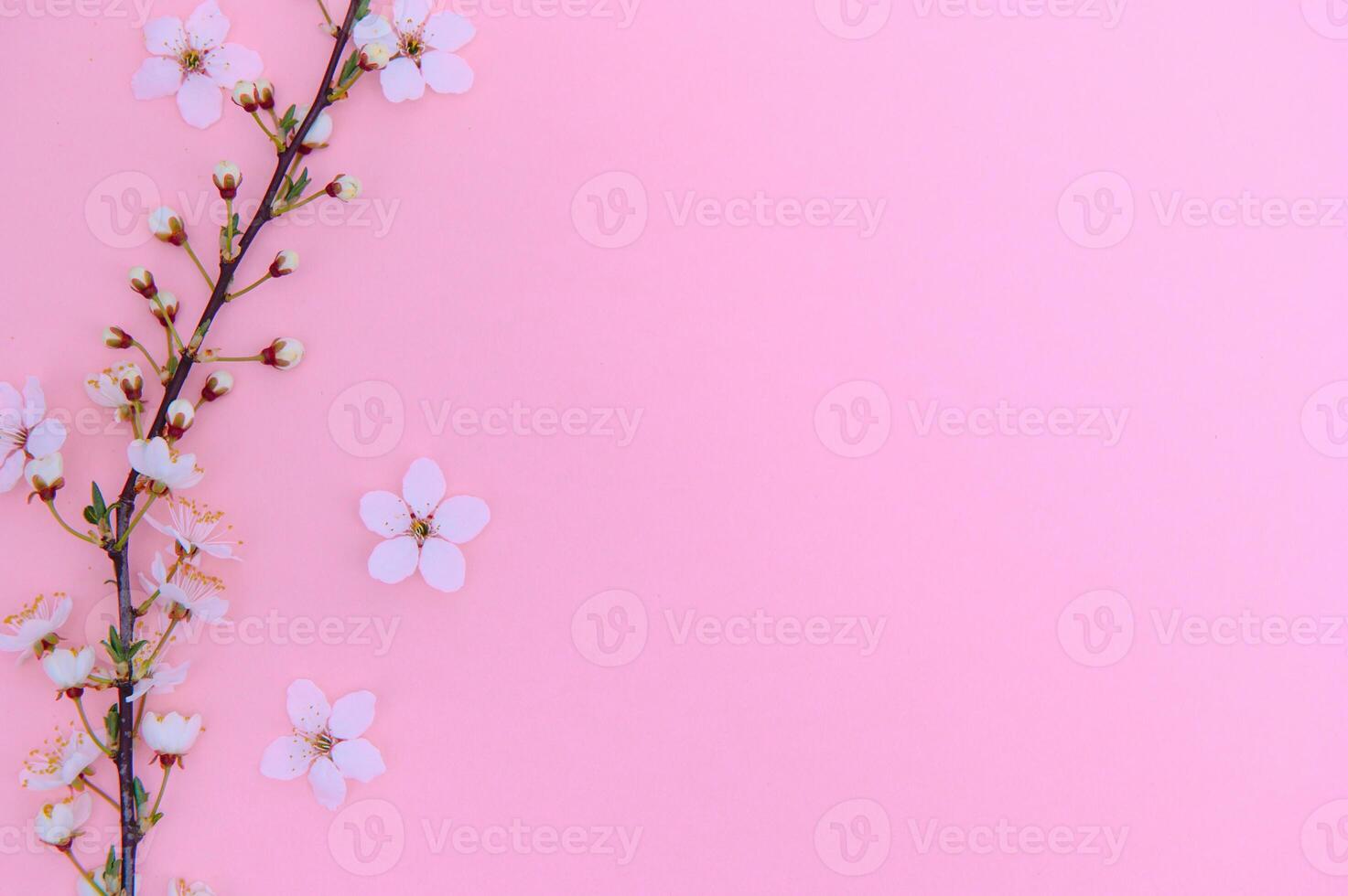 Spring background table. May flowers and April floral nature on green. For banner, branches of blossoming cherry against background. Dreamy romantic image, landscape panorama, copy space photo