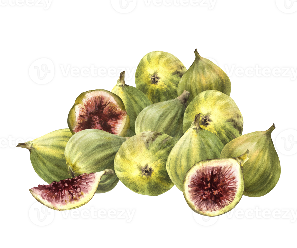 A pile of ripe, juicy green figs, picked overripe, whole and cut fruit. Food, plant clipart for card, label, sticker, logo, price tag Hand drawn watercolor illustration. png