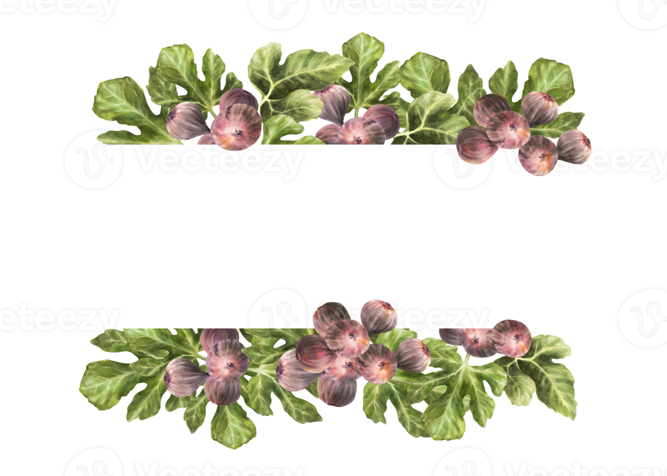 Afdeling van sappig, rijp Purper vijgen met bladeren en geheel fruit kader, banier voedsel, plant, botanisch sjabloon voor kaart, jam label, prijs label. hand- getrokken waterverf illustratie png