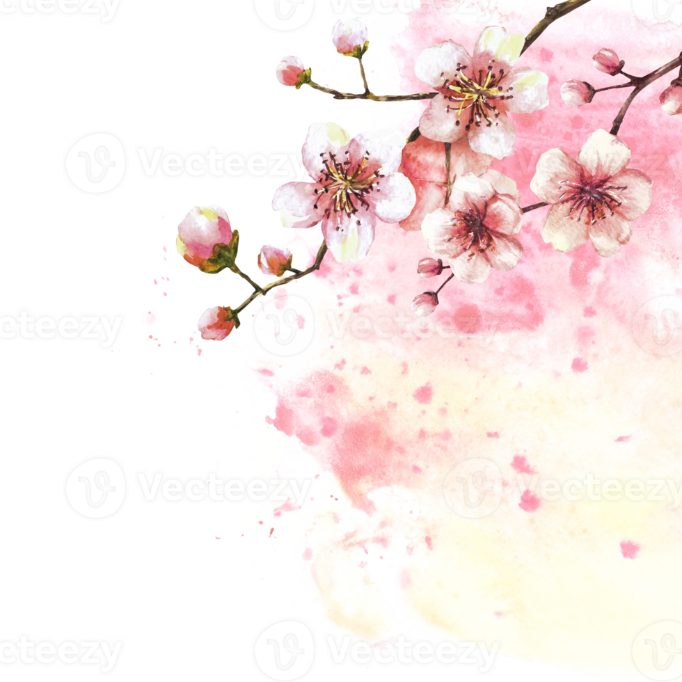 A blossoming branch from spring tree template illustration. Hand drawn blossoms sakura, cherry or apple buds and flowers on watercolor stain splashes background. Springtime card Isolated illustration png
