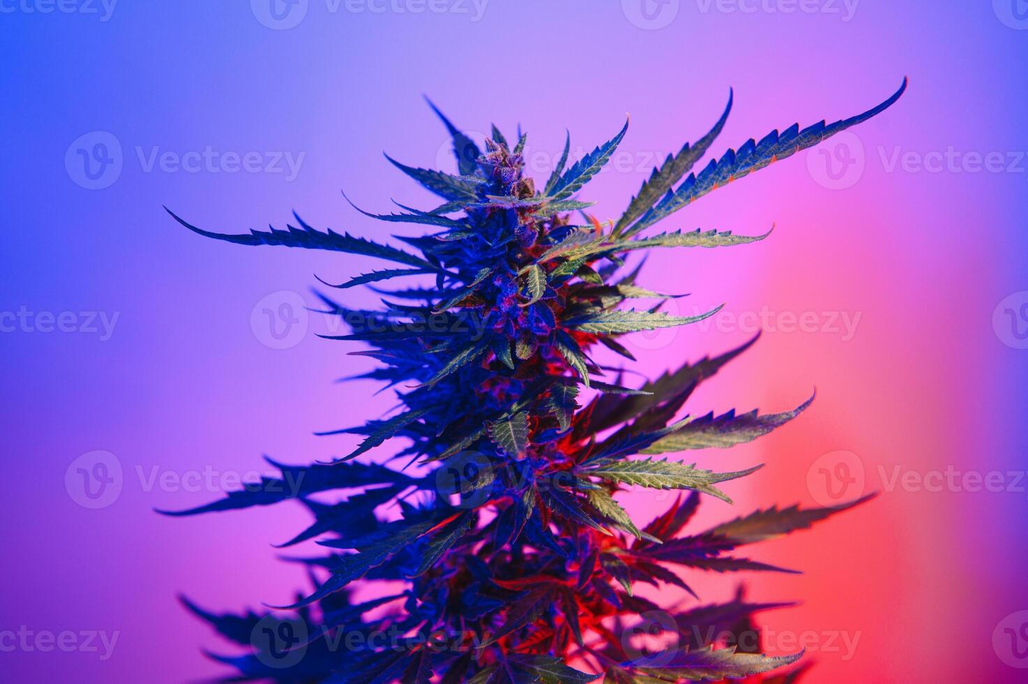 profundo púrpura canabis planta. marijuana flor. médico marijuana en Violeta neón ligero en negro antecedentes. estético hermosa canabis cáñamo foto