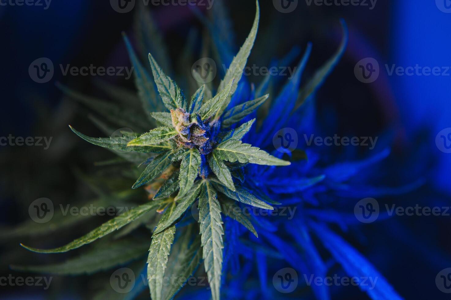 Background young shoots of marijuana in fantastic blue shades. Growing organic hemp on the farm. Wallpaper of marijuana. Legal hemp cultivation photo