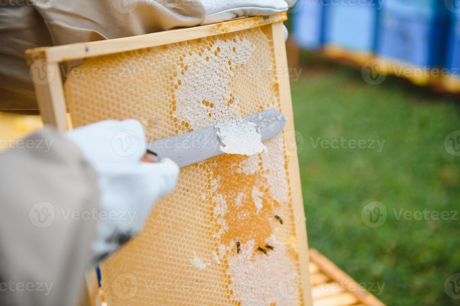 Beekeeper inspecting honeycomb frame at apiary at the summer day. Man working in apiary. Apiculture. Beekeeping concept photo