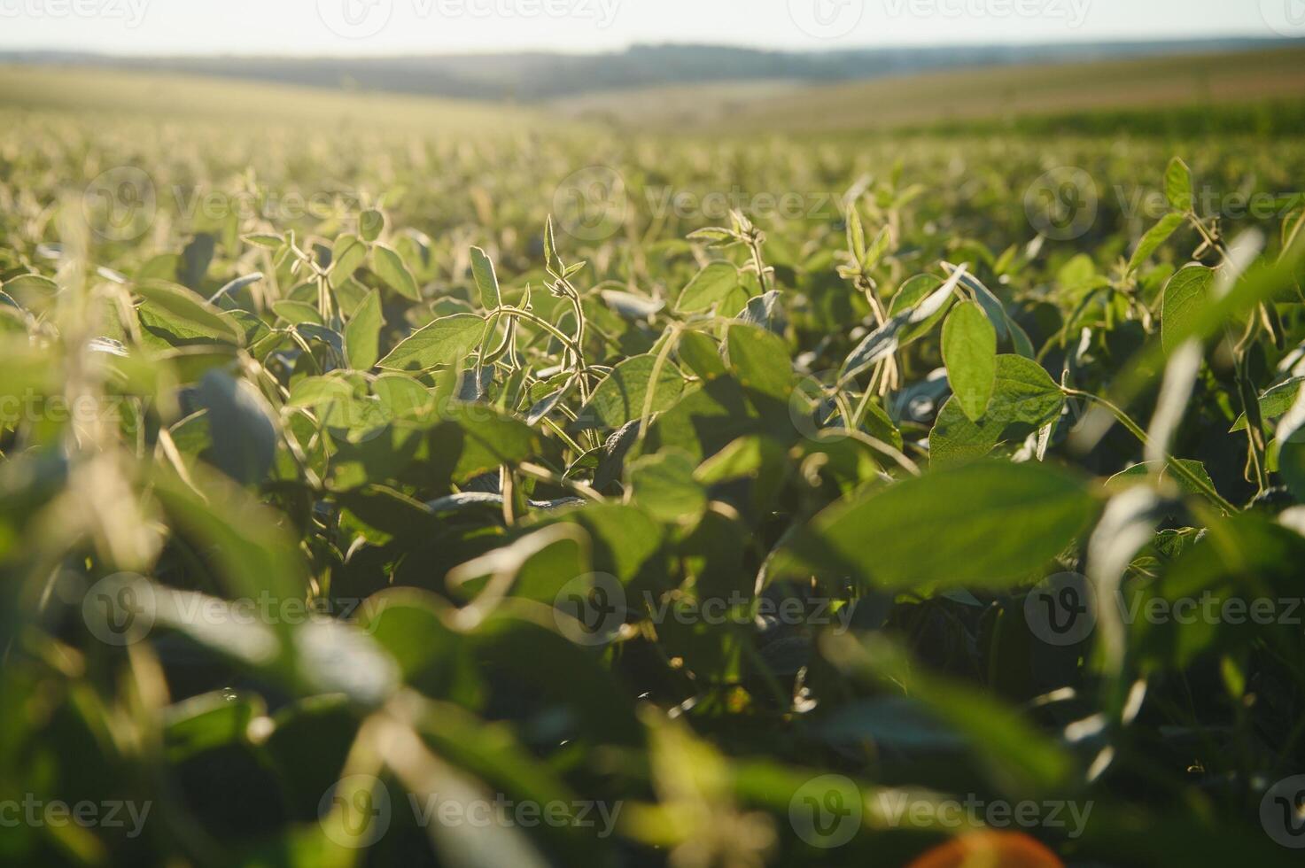 Dramatic landscape at sunset. Soybean lit by sunrays. Selective focus on detail. photo