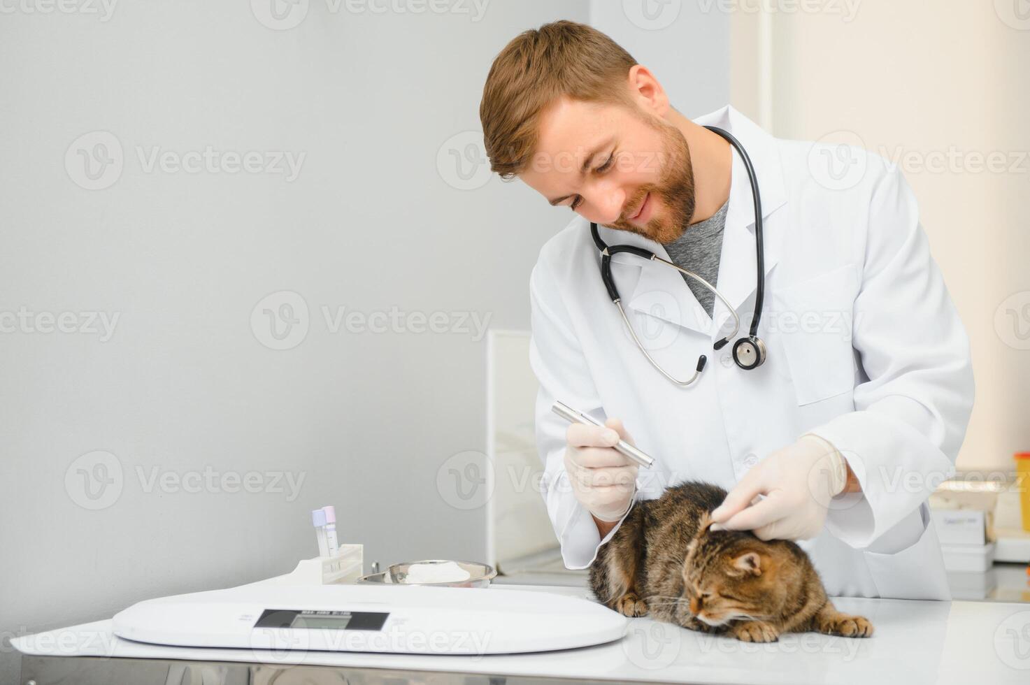 gato visitando veterinario para regular chequeo foto