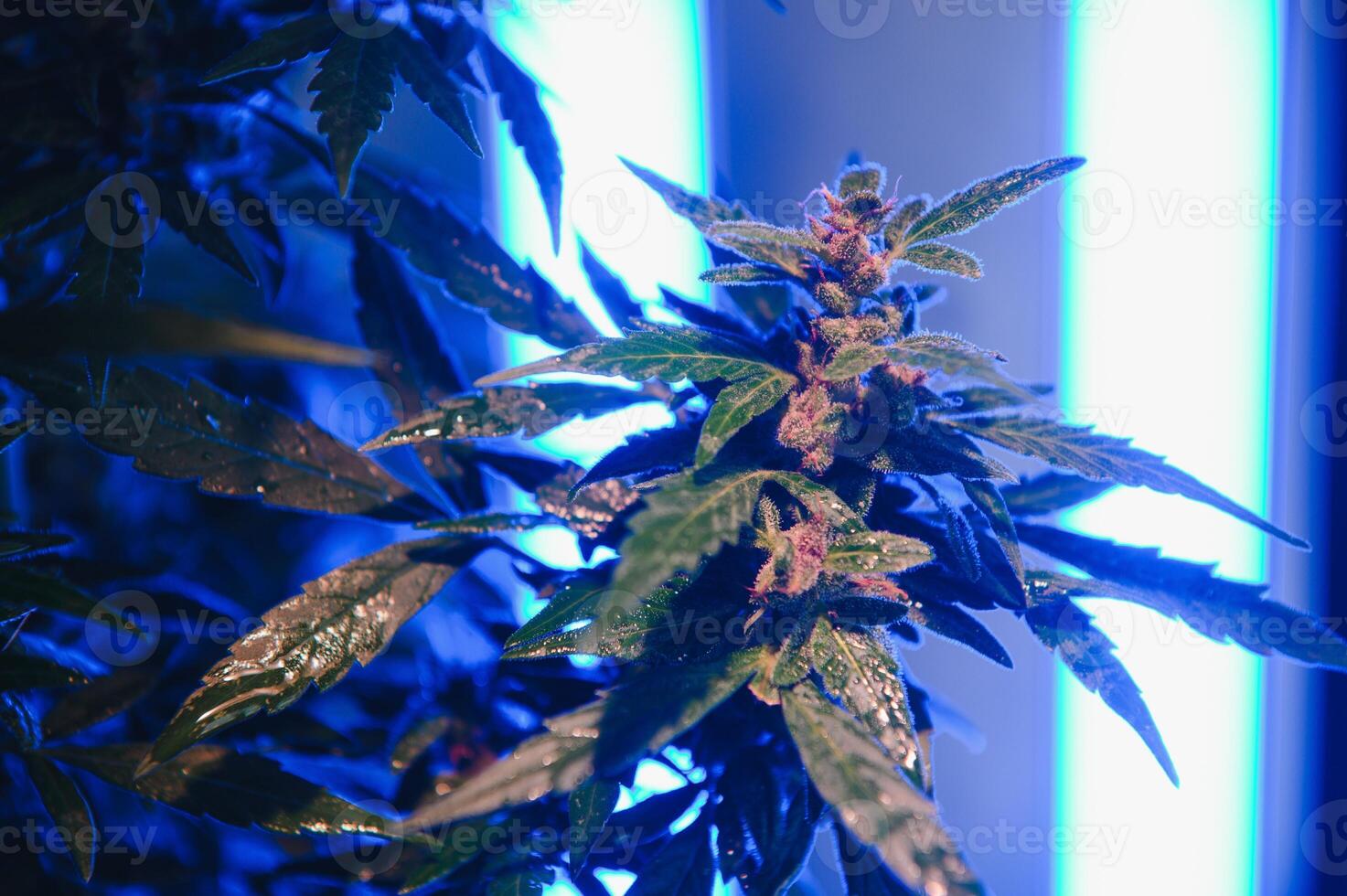 Background young shoots of marijuana in fantastic blue shades. Growing organic hemp on the farm. Wallpaper of marijuana. Legal hemp cultivation photo