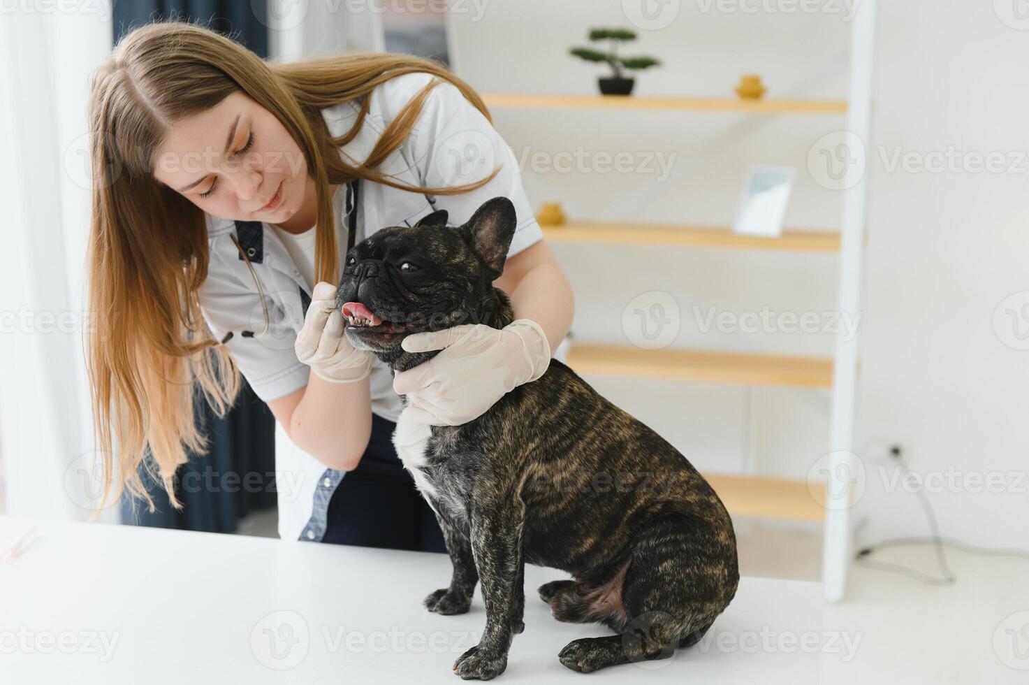 medicine, pet care and people concept - close up of french bulldog dog and veterinarian doctor hand at vet clinic. photo