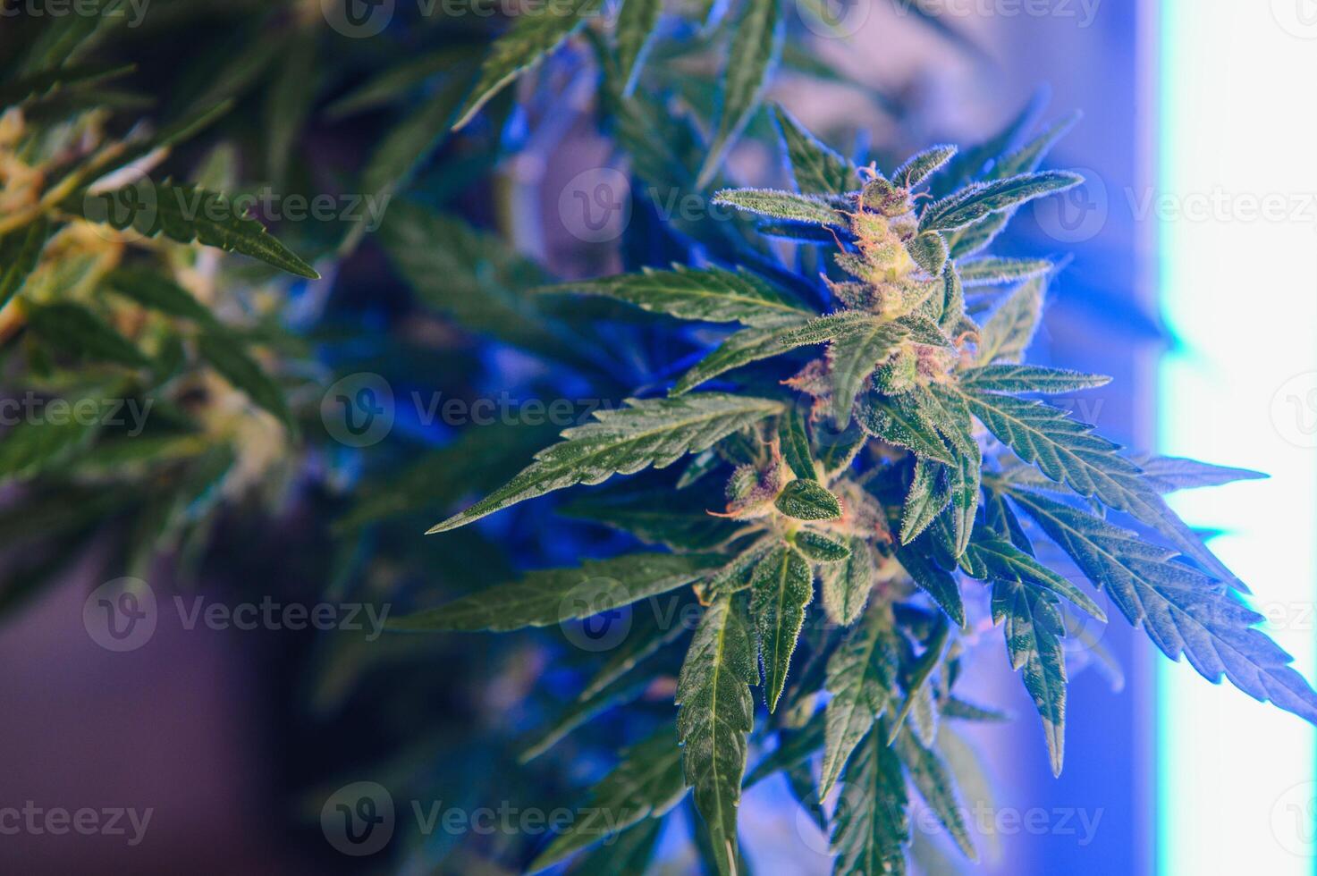 Cannabis Marijuana plant in Vaporwave deep purple neon style. Medical plant of Cannabis or Hemp with flowering buds and ultraviolet light. Blooming vegetative bush with crystal trichomes photo